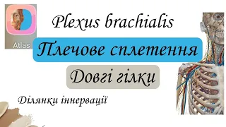 Довгі гілки плечового сплетення. Plexus brachialis.