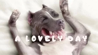 "A Lovely Day" from our lovely pets