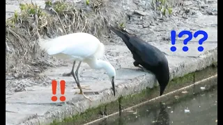 カラスがコサギに〇〇を学ぶ！？ Crows  learn 〇〇  from little egrets?