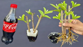 Grow Guava Tree From Cuttings In A Coco-cola | Coco-cola Experiment