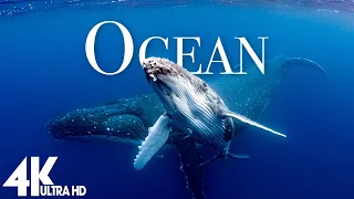 The Ocean 4K - Marine Relaxation Film - Meditation Relaxing Music