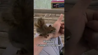 Red Squirrel Happy Sounds