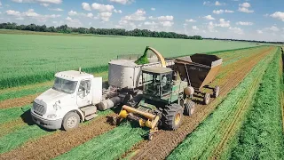 Chopping OATS 4 Feet Tall!