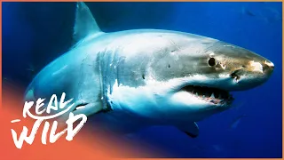 Sharks: The Kings Of The Ocean (Animal Documentary) | Sharks | Real Wild