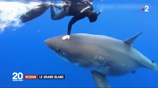 🇺🇸 🦈 #requins : Comportement irresponsable de la plongeuse Ocean Ramsey ? - 18/01/2019