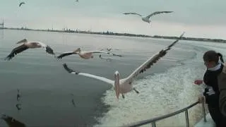 Flight of the Pelican