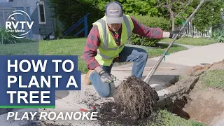 How to Plant a Tree That Will Thrive