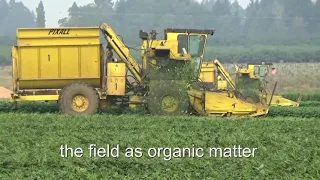 How Green Beans are Harvested