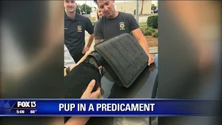 Firefighters slowly free stuck pup