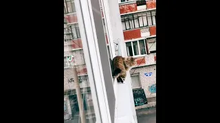 Кот выпал из окна. Жесть. #shorts #подпишись #funclub