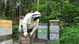 Peeking in the bee hives during a heavy summer honey flow in Northern Canada