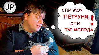 ✅ КОЛЫБЕЛЬНАЯ для попугая 🐦ЖАКО ПЕТРУНЯ