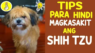 TIPS PARA HINDI MAGKASAKIT ANG SHIH TZU OR DOG NYO | YAKULT PWEDE BA | PAANO MAG ALAGA NG SHIH TZU