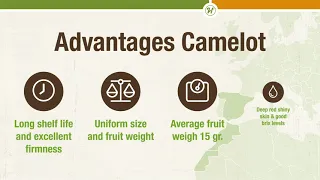 Camelot the new snack tomato with long shelf life