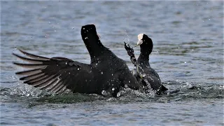 Epischer Kampf zwischen Blässhühnern (Teil 1) / A dramatic fight between eurasian coots (Part 1)