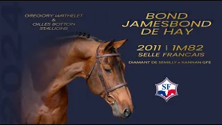 Bond Jamesbond de Hay - Grégory Wathelet & Gilles Botton Stallions
