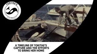 A timeline of Tokitae's capture and the efforts to bring her home