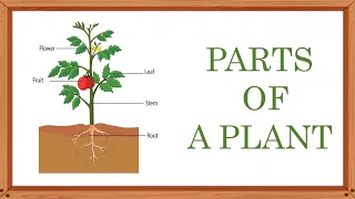 Parts of  plants | Stem | Root |  Part of plants and their functions | Different parts of plants