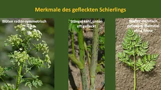 Den giftigen gefleckten Schierling sicher erkennen