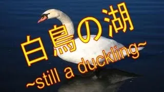 【太鼓の達人】 白鳥の湖 ~still a duckling~ 歌詞・音源 配布付き