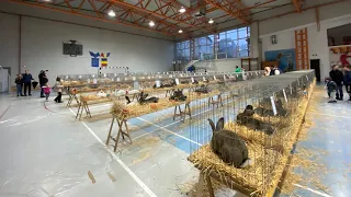 🐇🐇Expoziție iepuri de rasa Satu Mare 🐇🐇