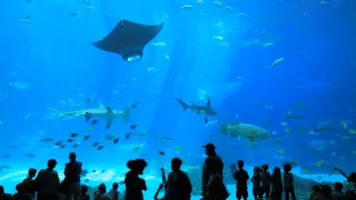 The World's Largest Aquarium // Georgia Aquarium // Atlanta GA