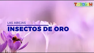 Las abejas: Insectos de oro