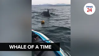WATCH | Knysna fisherman gets up 'close and personal' with 3 killer whales in his 4m boat