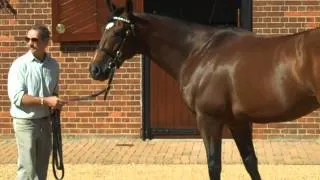 Frankel at stud