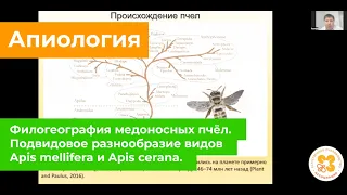 Филогеография медоносных пчёл. Подвидовое разнообразие видов Apis mellifera и Apis cerana.