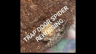 TRAPDOOR SPIDER REHOUSING.