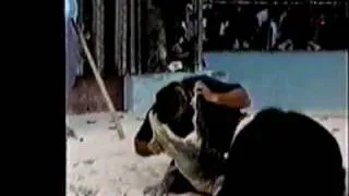 Man gets head bitten by Croc!