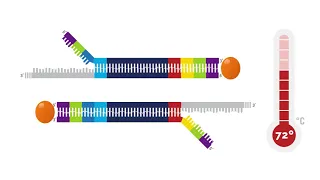 Nimagen RC PCR Animation