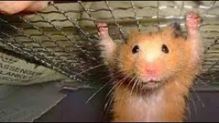 Funny Hamsters Videos Compilation | Funny and Cute Moment of the Animals part 1