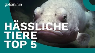 Das sind die 5 hässlichsten Tiere der Welt