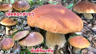 🍄25/7/20🍄#เก็บเห็ดผึ้งหวานฟินแลนด์ กลับมาป่าเก่ายังดีที่มาทันเห็ดบานเต็มป่าเห็ดรอบนี้แบ่งให้ลูกค้า