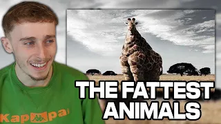 Reacting to The 15 FATTEST Animals Ever Seen