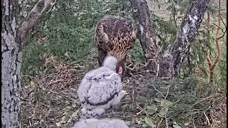 Kaljukotkas 2 : Golden Eagle-Orły przednie 🐥🌹🍀🐥🌹🍀Karmienie # 1    06/06/2024 Estonia