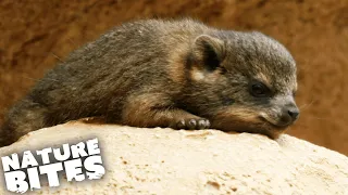 What Is This Adorable Animal?! | The Secret Life of the Zoo | Nature Bites