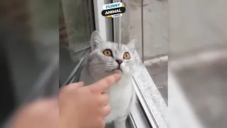 Cats are so funny You Will Die Laughing | Funny CAT compilation 2019