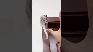 Sugar Glider Flaying animal | Exotic Animal | Adorable Animal | Baby So Cute Sugar Glider animal