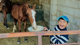 ALHAMDULILLAH Ali ko mini zoo k leye Horse 🐎 baby psnd a gaya😳|| horse baby Ali ka friend ban gaya