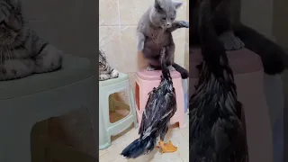 Наглая  утка, cheeky duck , #кот #кошка #cat #pet #short #shorts