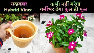 Hybrid vinca plant care / Sadabahar care, टॉप पैरामानेंट summer flower plant गर्मीभर देगा फूल