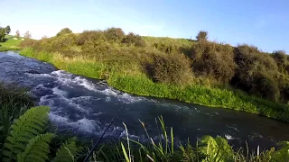 Catching big trout in a crystal clear river NZ