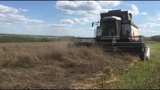 Выращивание белой горчицы от посева до уборки.