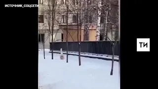 На видео сняли гуляющего по снегу в центре Казани гуся