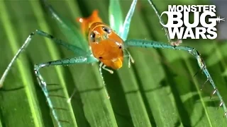 Bug Eyed Katydid vs Candy Cane Katydid | MONSTER BUG WARS