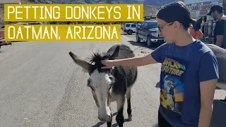 Route 66: Petting Donkeys in Oatman, Arizona