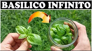 INFINITE BASIL, how to preserve it and HAVE IT FRESH ALL YEAR ROUND at home